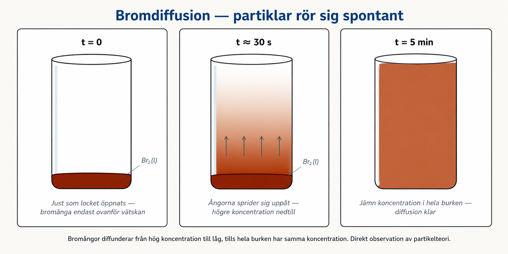 Bromdiffusion i 3 paneler: t=0 (ingen Ã¥nga, puddle synlig), tâ‰ˆ30 s (vertikal brunrÃ¶d gradient i burk, puddle synlig), t=5 min (jÃ¤mn brun fÃ¤rg i hela burken, puddle borta).