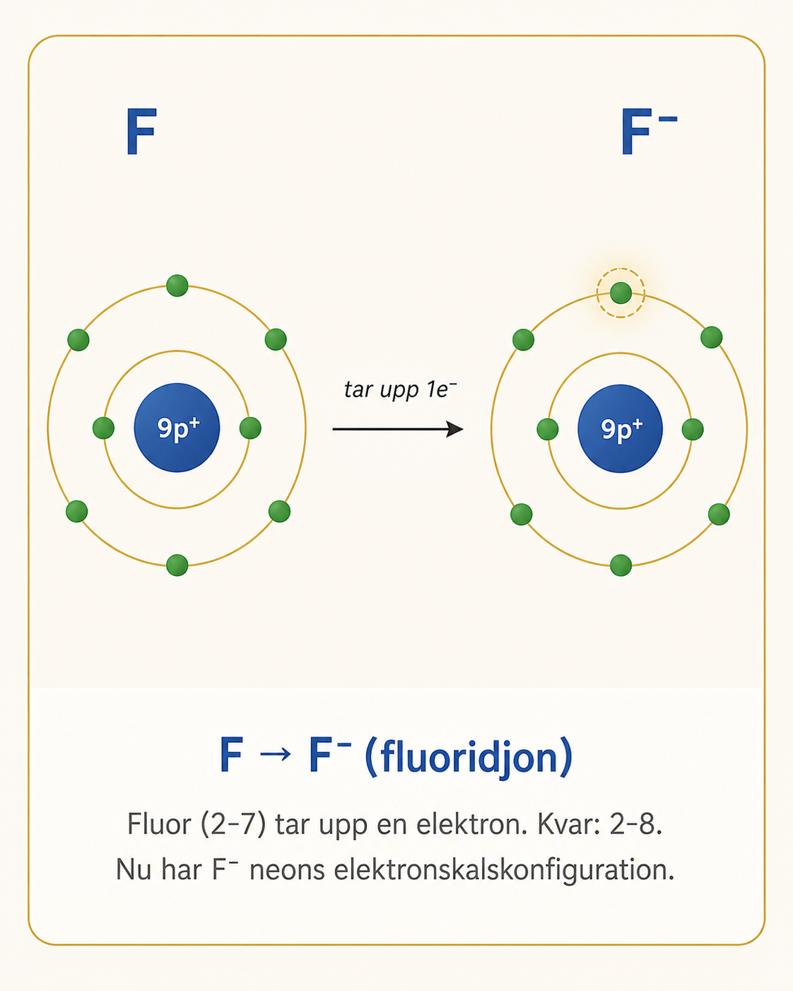 Fluor (F) tar upp 1 elektron och bildar fluoridjon (F⁻). Bohr-modell visar F med 9 protoner och konfiguration 2-7, sedan F⁻ med konfiguration 2-8 (ädelgaskonfiguration).