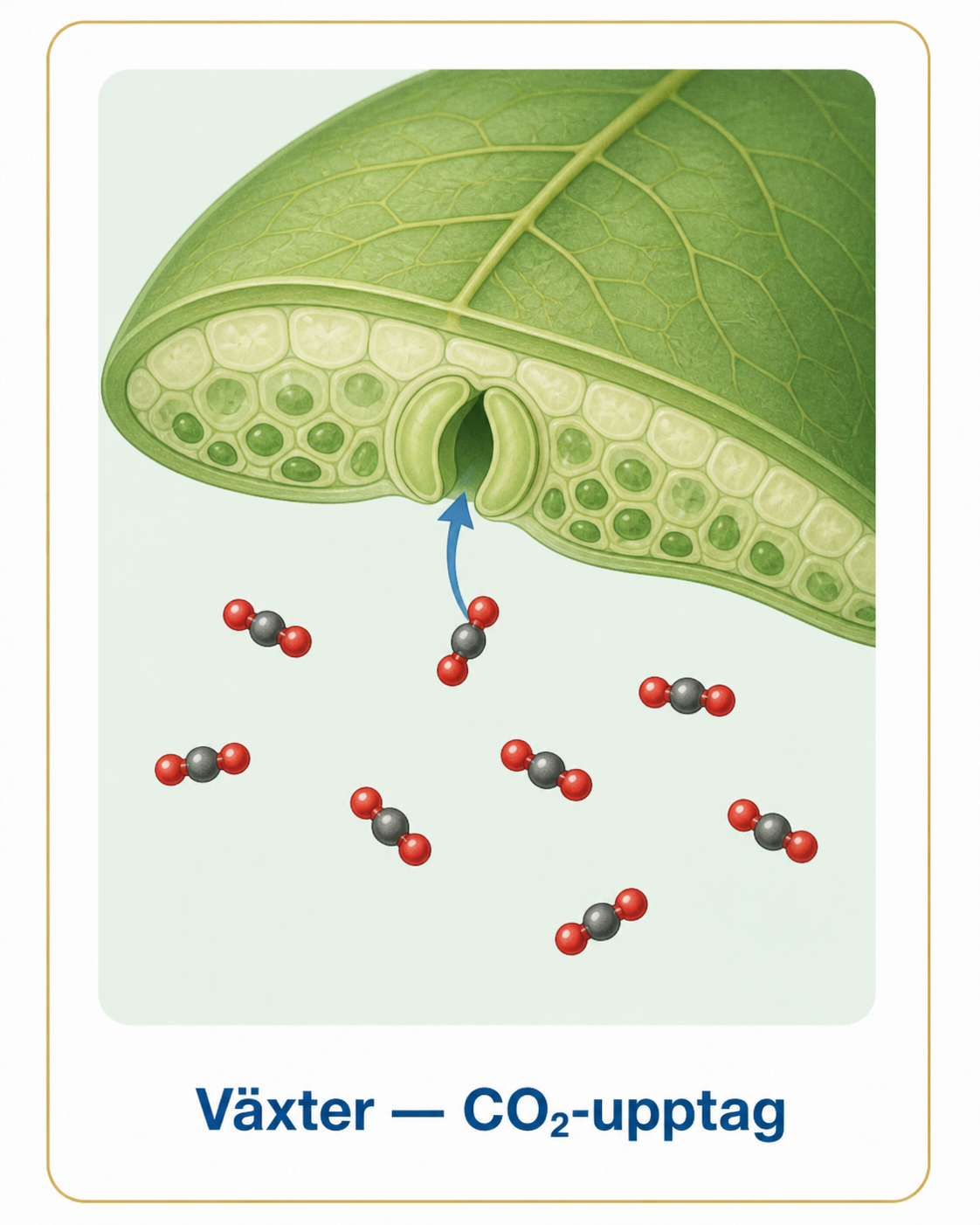 Växter — CO2-uptag: klyvöppning i ett blad tar upp CO2-molekyler via diffusion och fotosyntes.