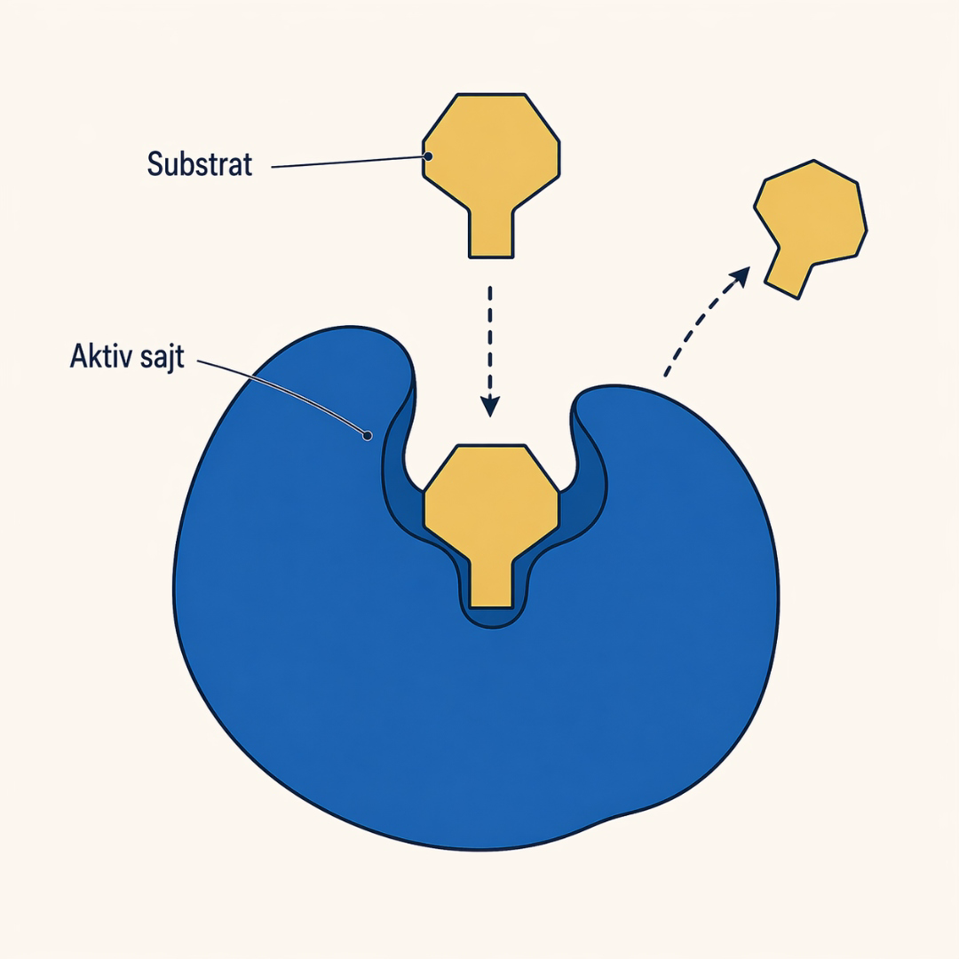 Schematisk bild av enzym med substrat som binder i aktiv yta — nyckel-och-lås-modellen